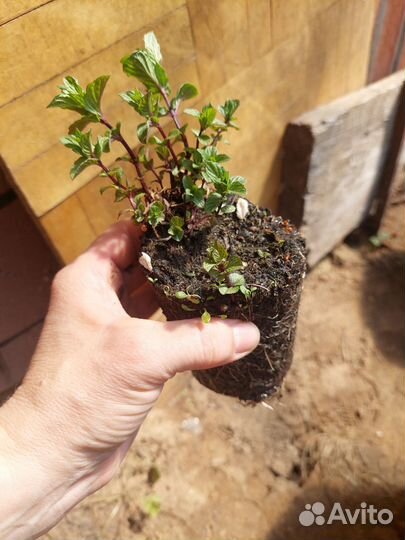 Саженцы самшита вечнозеленного, тархуна