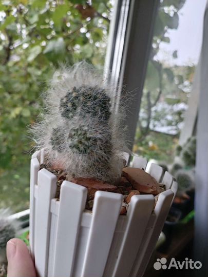 Кактусы и суккуленты