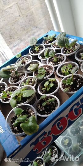 Фиалки и другие растения