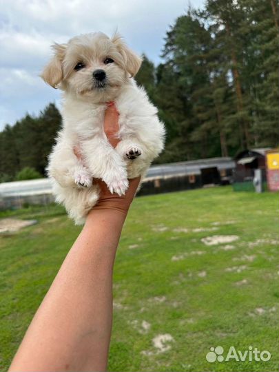 Мальтипу ф1 микро девочка