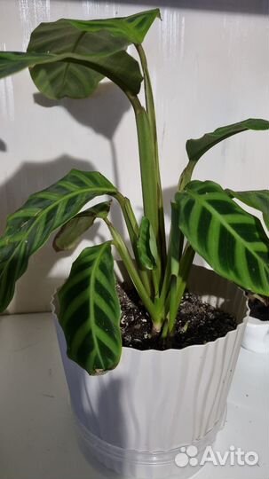 Калатея варшевича