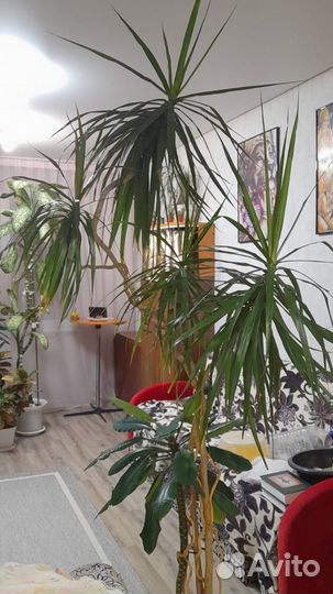 Драцена. Растёт у хозяйки уже 30 лет