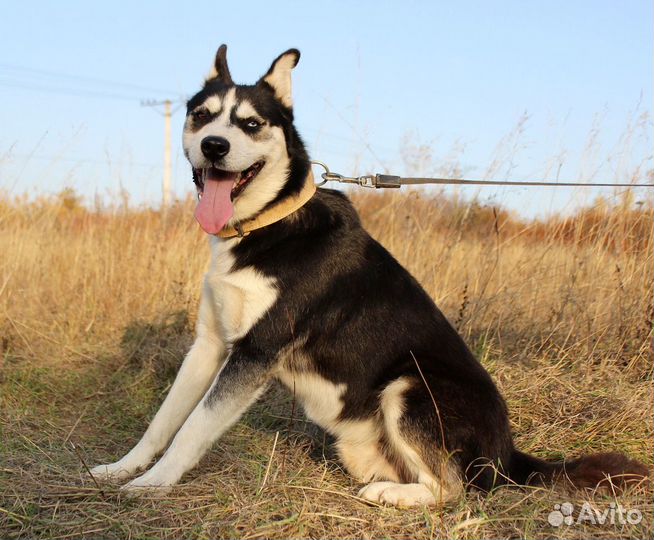 Собака Михась