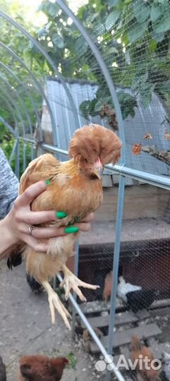 Молодые петушки цыплята