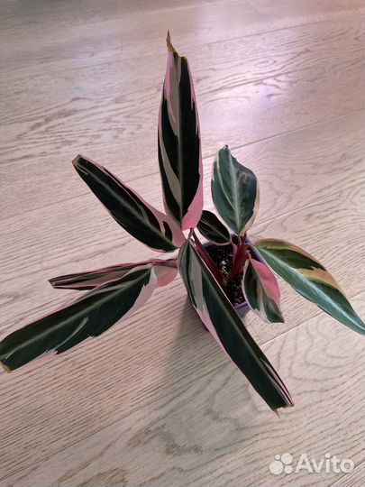 Строманта триколор