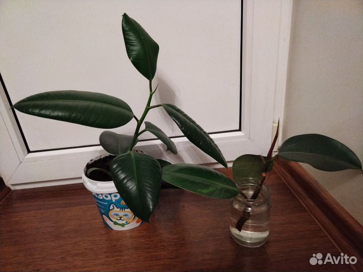 Фикус каучуконосный