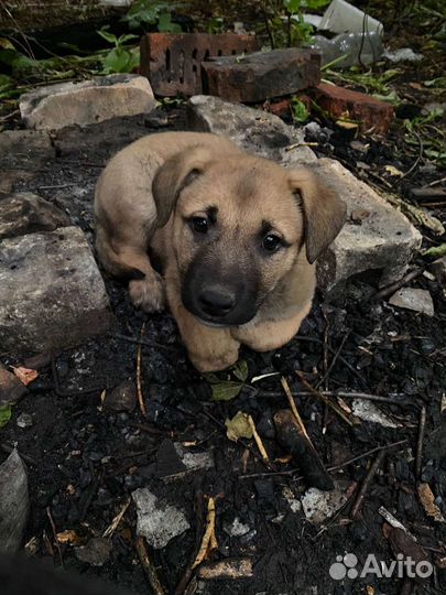 Собаки бесплатно
