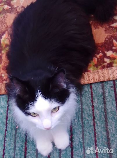 Отдам в добрые руки