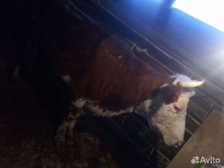 Корова дойная