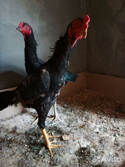 Бойцовая птица