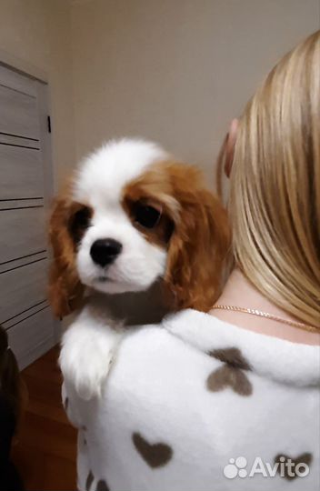 Кавалер кинг чарльз спаниель