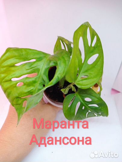 Монстера, маранта, бегония, фикус, сциндапсус