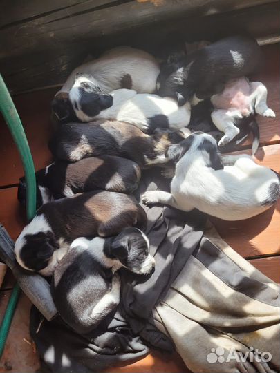 В добрые руки