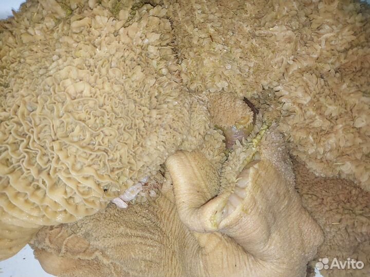 Требуха, рубец