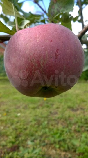 Участок 6 сот. (ИЖС)