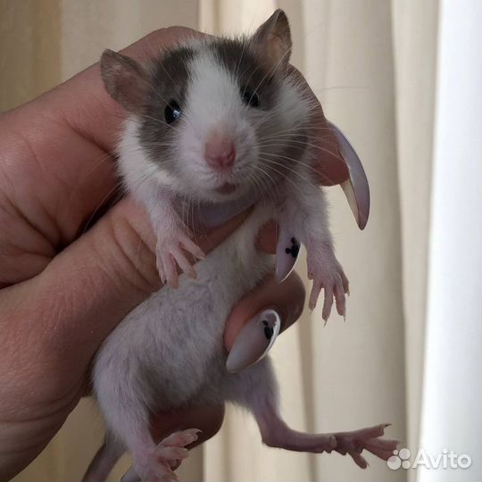 Питомник. Дамбо крысы, крысята, крыса