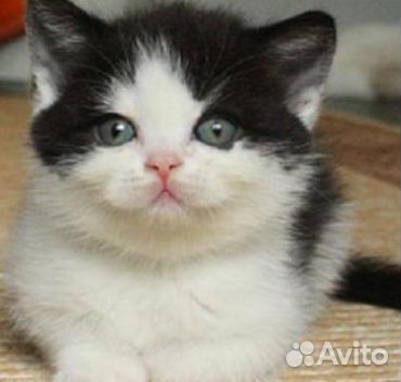 Отдам бесплатно