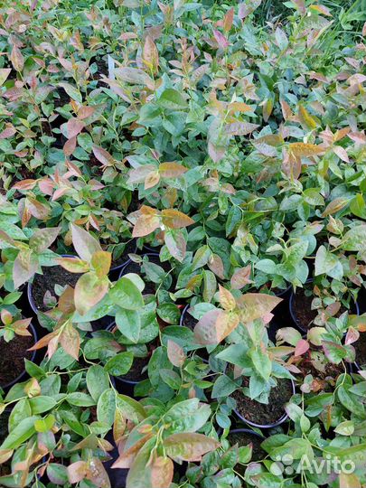 Голубика Бригитта Блю