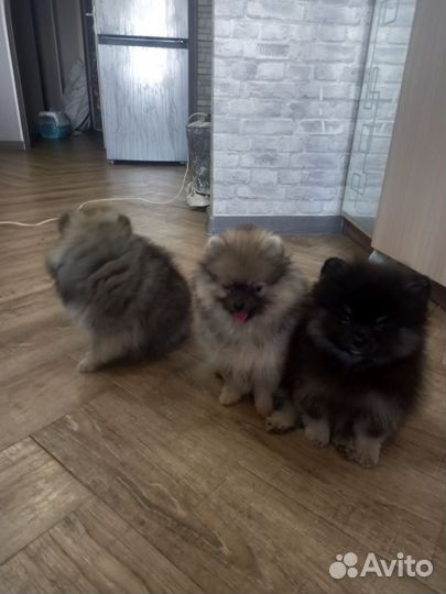 Померанский шпиц мини щенок