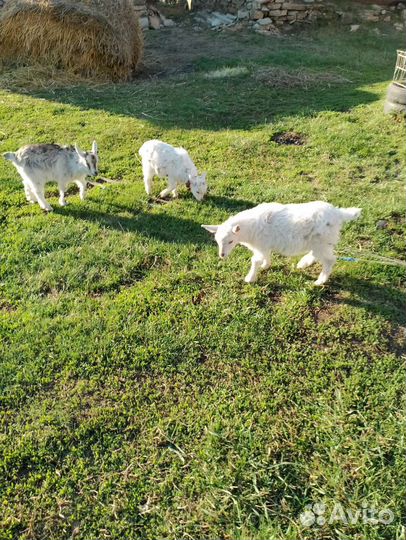 Козы на племя