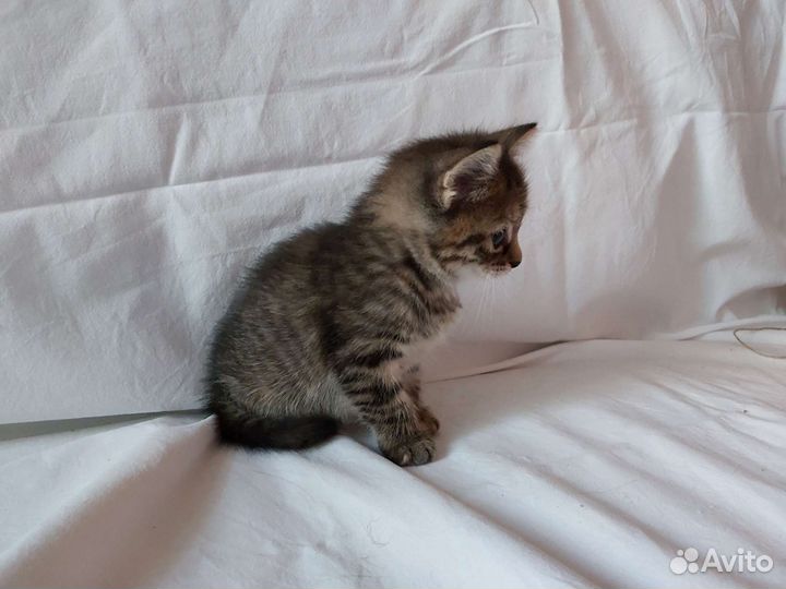 Кошки-шпротинки в добрые руки