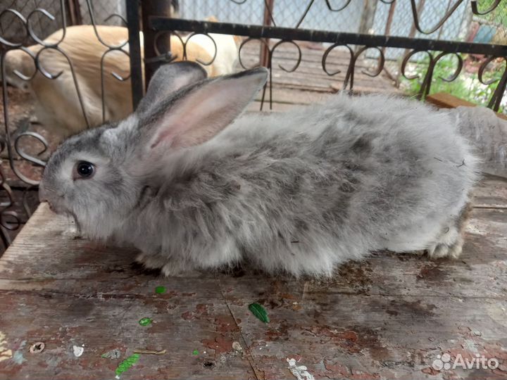 Продам пушистых кролов 2 шт возраст 3.6 месяца