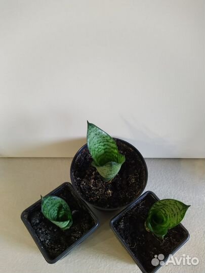 Сансевиерия