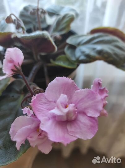 Фиалки цветущие в горшке