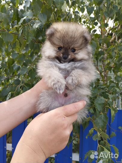 Щенок померанского Шпица