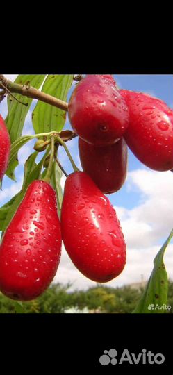 Кизил саженцы