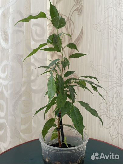 Фикус бенджамина