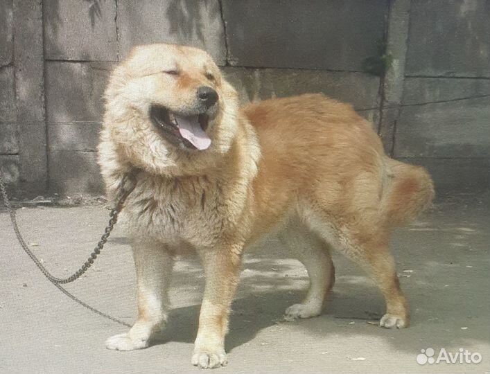 Отдам бесплатно