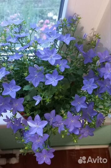 Кампанула (жених и невеста)