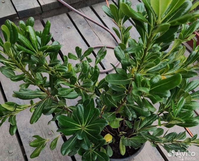 Смолосемянник питтоспорум 4 сорта