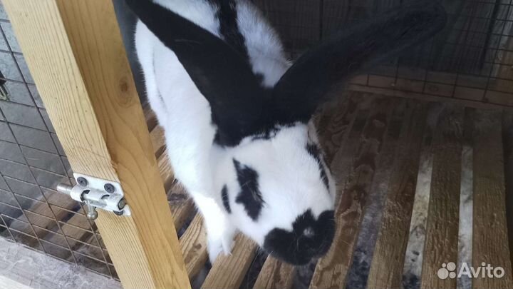 Крол нпв, рабочий,1,5 года