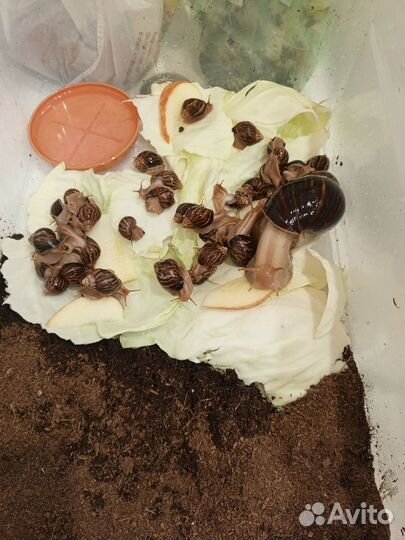 Улитки Ахатины