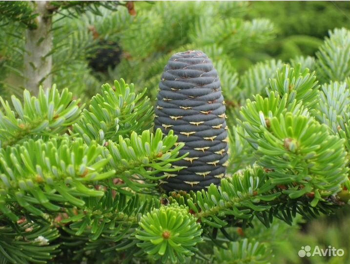 Пихта сибирская