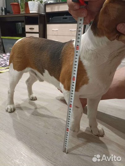 Вязка кобеля бигля