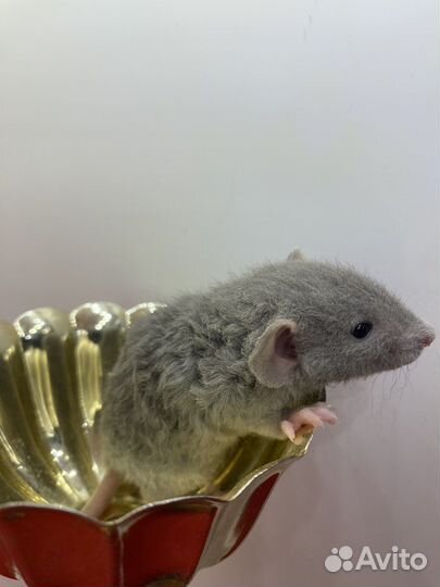 Крысята Рекс кучерявые волнистые с клеткой