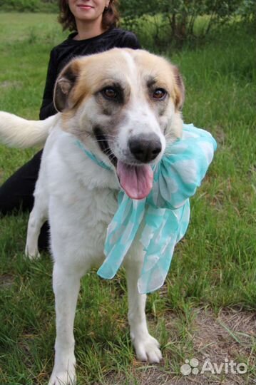 Горящее сердце светит