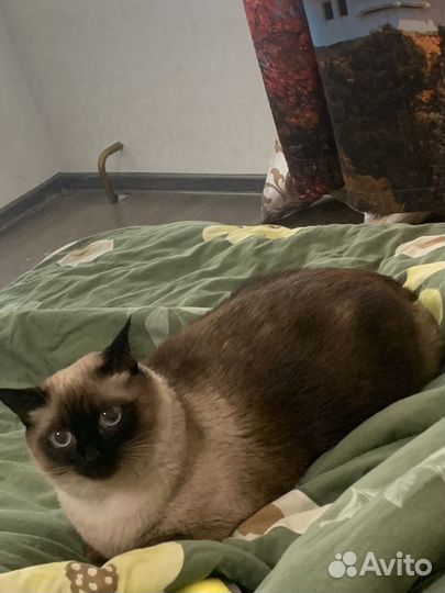 Передержка кошек