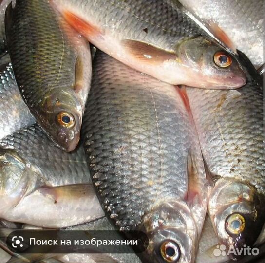 Свежая рыба