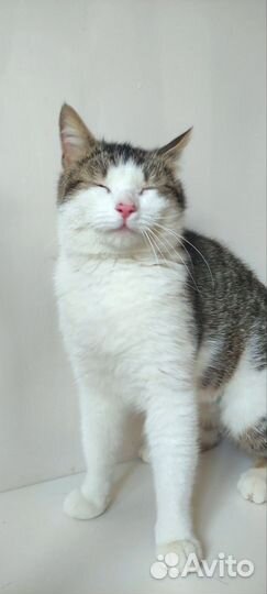 Котик в добрые руки