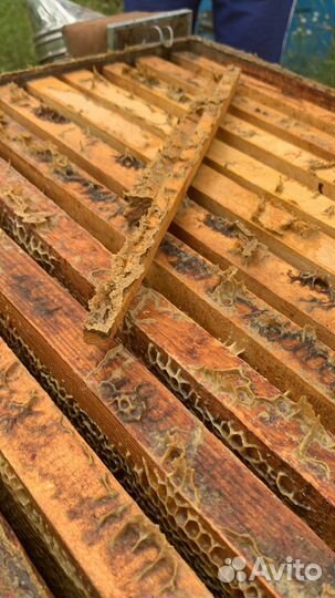 Мед в сотах 2024