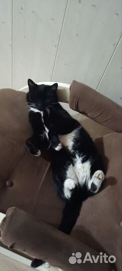 Отдам животных в добрые руки