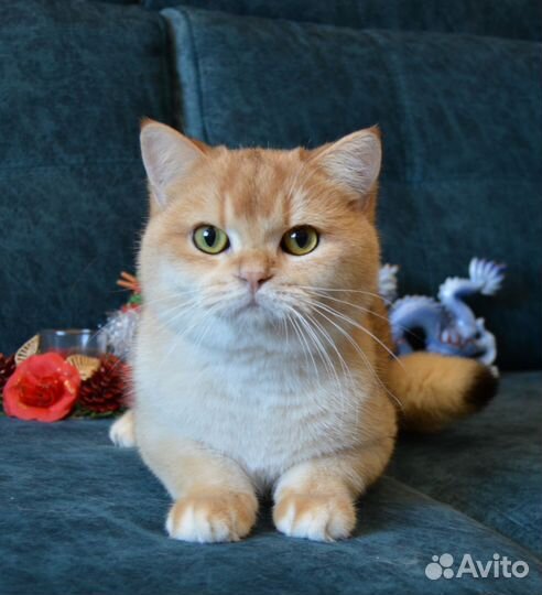 Золотые шиншиллы в разведение