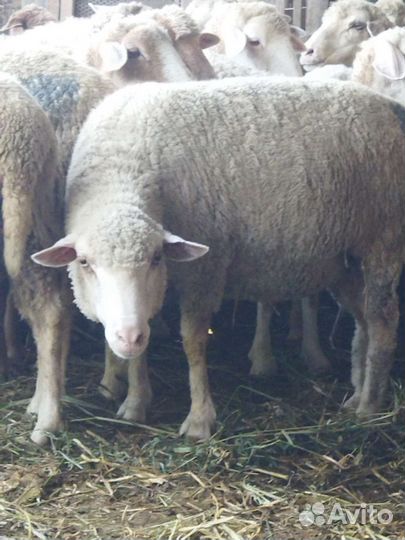 Овцы и ягнята на убой