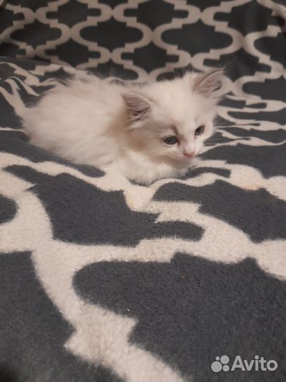 Продаётся котёнок