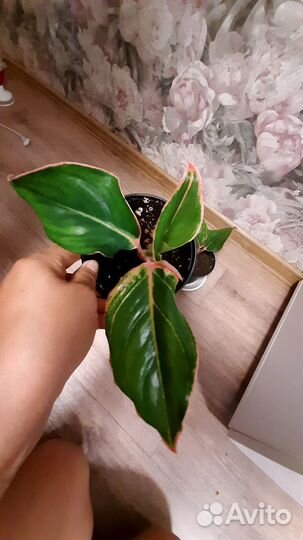 Аглаонема крит