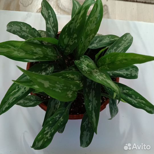 Взрослые цветы